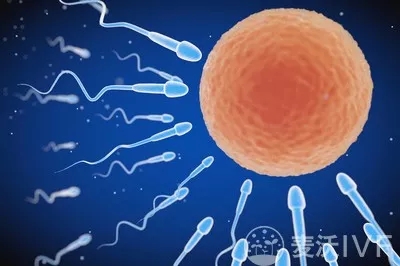 美国试管婴儿：胚胎移植成功的几率是多少