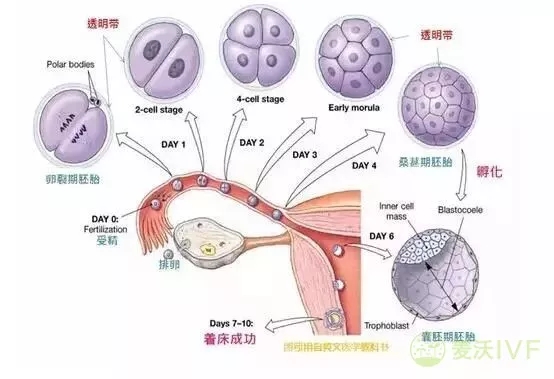 美国试管婴儿：是如何做到对女性0伤害的？