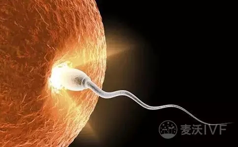 去泰国做试管婴儿全攻略