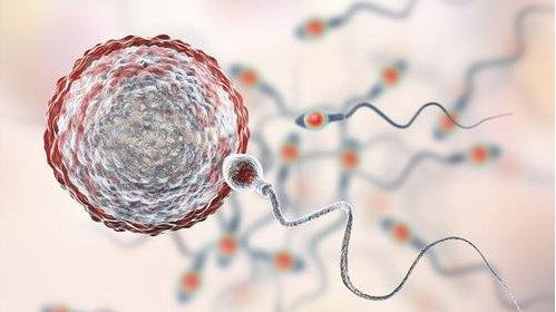 ***试管婴儿：胚胎移植后的注意事项