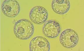 第三代试管婴儿_2