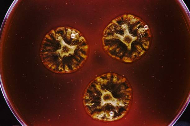 中马吉孕：冻囊胚解冻后可以做三代基因筛查吗？