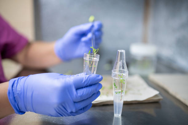 中马吉孕：12步看懂试管婴儿全流程治疗！