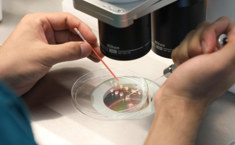 中马吉孕：供卵试管属于哪一代？武汉试管