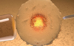 中马吉孕：供卵试管婴儿的流程，武汉试管