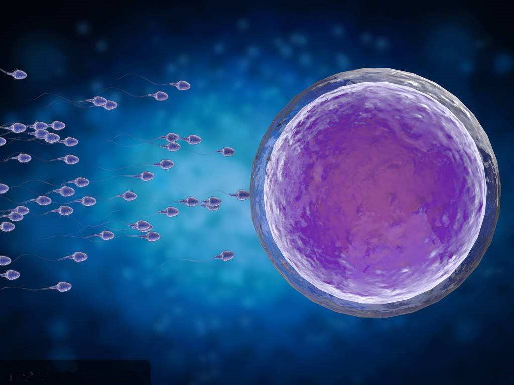 中马吉孕：第二代试管婴儿的详细流程